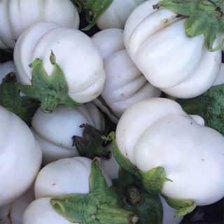 بادمجان گرد سفید شیار دار ارگانیک