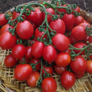 گوجه گیلاسی خوشه‌ای ریز خوشمزه