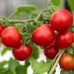 گوجه گیلاسی خوشه‌ای ریز بر روی درخت