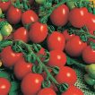 گوجه گیلاسی خوشه‌ای ریز ارگانیک