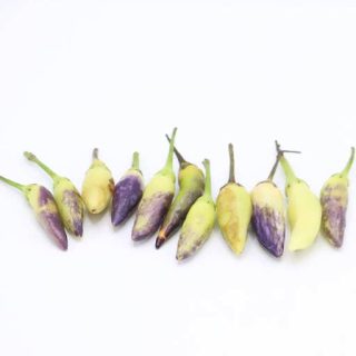 بذر فلفل ابلق ریز