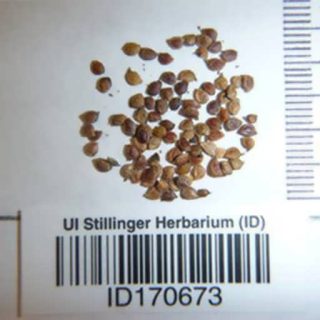 گاودانه ارگانیک