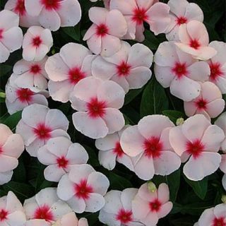 گل پریوش صورتی ارگانیک