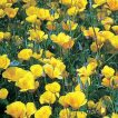 گل شقایق کالیفرنیایی زرد زیبا