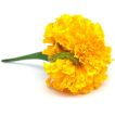 بذر جعفری مینیاتوری زرد