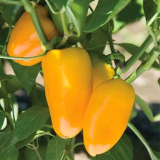 فلفل کاپی مینی زرد ارگانیک