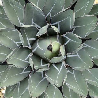 بذر کاکتوس آگاو فردیناندی رگیس از بالا