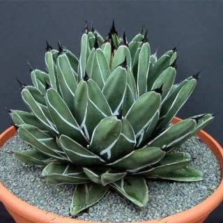 بذر کاکتوس آگاو فردیناندی رگیس