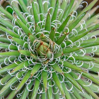 بذر کاکتوس آگاو فیلیفرا از بالا