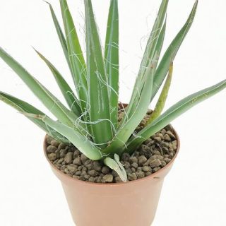 بذر کاکتوس آگاو فیلیفرا اصلی