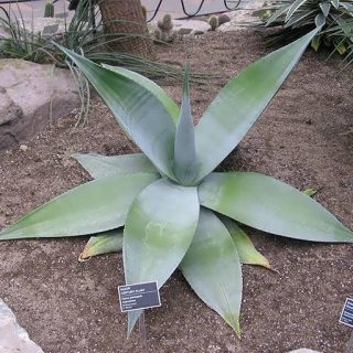 کاکتوس آگاو گاین گولا در خاک