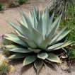 کاکتوس آگاو هاواردیانا
