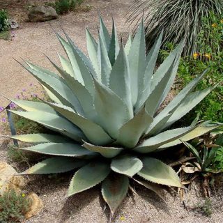 کاکتوس آگاو هاواردیانا