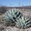 کاکتوس آگاو هاواردیانا