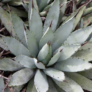 بذر کاکتوس آگاو ماکروکانتا از بالا