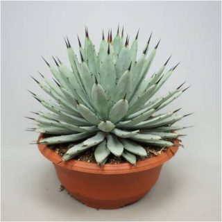 بذر کاکتوس آگاو ماکروکانتا اصلی