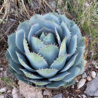 کاکتوس آگاو پاراسانا از بالا