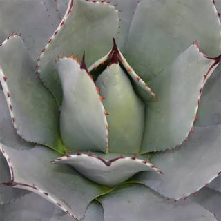 بذر آگاو پاری وی کوسی