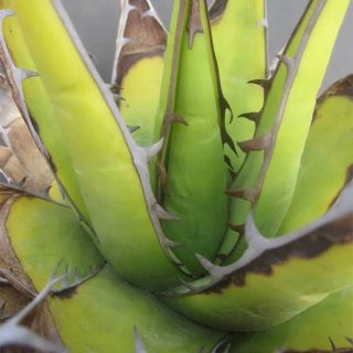 آگاو پارپاسوروم ارگانیک