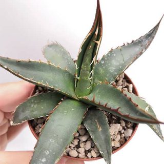 بذر آگاو پارپاسوروم