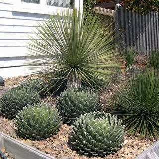 آگاو ویکتوریا ارگانیک