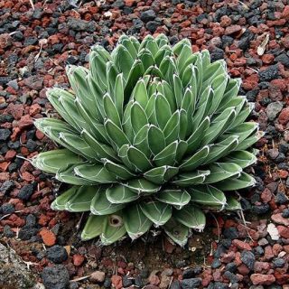 بذر آگاو ویکتوریا