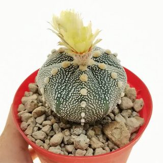 بذر آستریاس کاکتوس