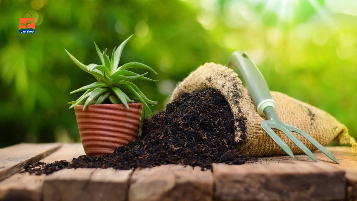 کاکتوس روی گلدان با کیسه کود