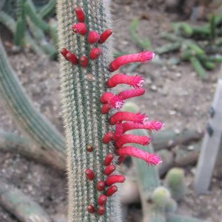 کلیستو کاکتوس تاریجنسیس ارگانیک