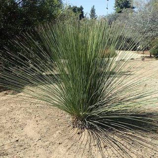 ساکولنت علف مکزیکی