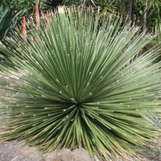 ساکولنت علف مکزیکی ارگانیک