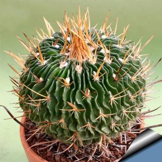 اچینوفوسالو کاکتوس مولتیکو ستاتوس