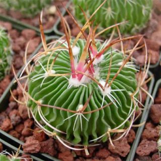 بذر اچینوفوسالو کاکتوس مولتیکو ستاتوس