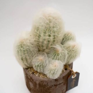 بذر اسپوستوا آلبا