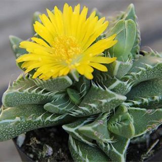 بذر ساکولنت پوزه ببری