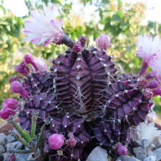 کاکتوس ژمینو شکلاتی