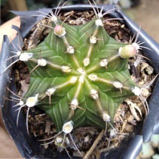 بذر کاکتوس ژمینو شکلاتی از بالا