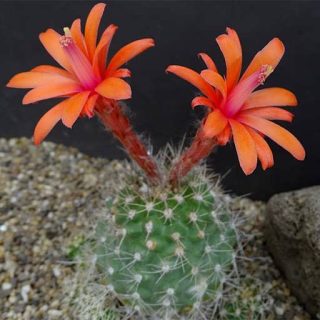 ماتوکانا هاینی ارگانیک