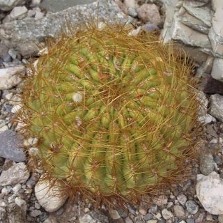 اورویا بورچرسی ارگانیک