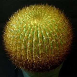 بذر اورویا بورچرسی