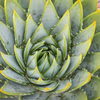 آلوئه چرخان از جلو