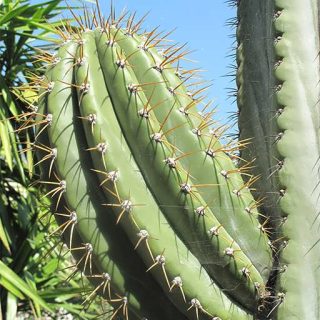 تریکو سرئوس ترچکی ارگانیک