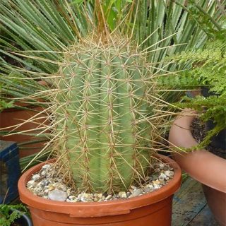 بذر تریکو سرئوس ترچکی