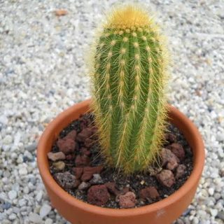 وبربایورسوس اینتریاس