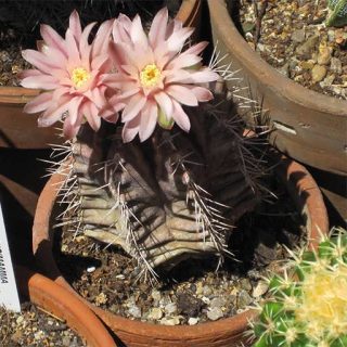 آکانتو کالیسیوم