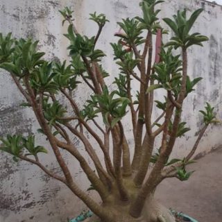 بذر آدنیوم عربیکوم پوست سیاه