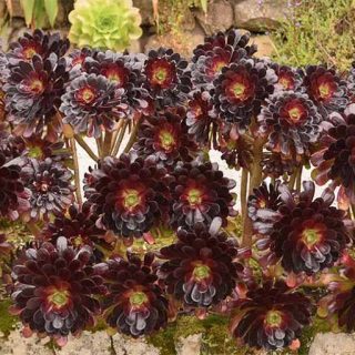 ساکولنت آئونیوم آربوریوم آتروپورپورئوم زیبا