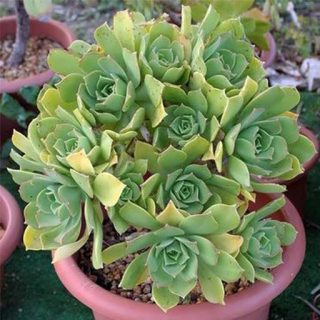 ساکولنت آئونیوم لانسروتنسه در گلدان