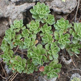 گیاه آئونیوم اسپاتولاتوم