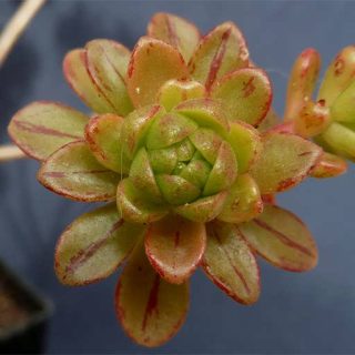 بذر آئونیوم اسپاتولاتوم